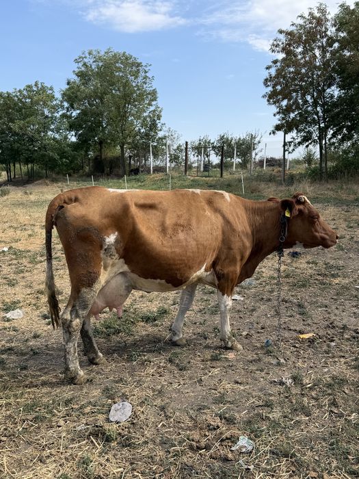 Vaca la a 4 a fatare