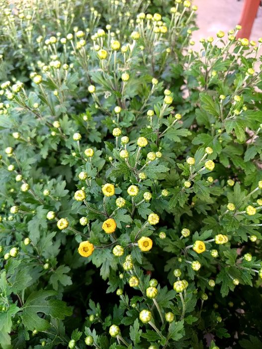 Crizanteme Multiflora ghiveci tufe mari – Producător Gorj (pline de boboci)