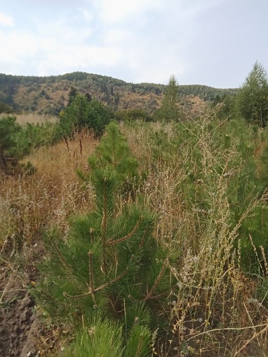 Сосна крымская 1,5-1,8 метра