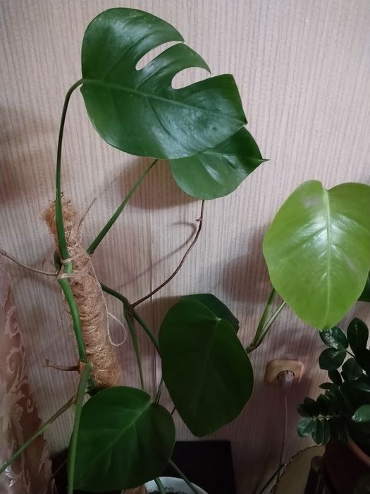 Продаю монстеру.