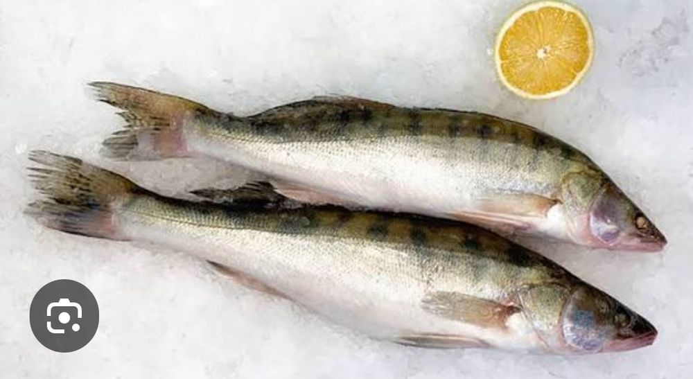 Судак свеже замороженные.