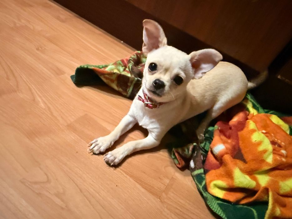 Продавам Чихуахуа