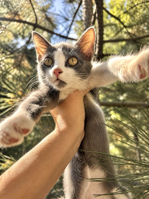 Котенок мальчик 3 месяца