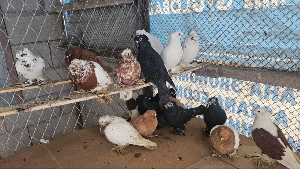 Продам летный Голубей