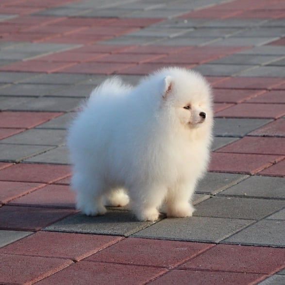 Шикарный мальчик померанского шпица