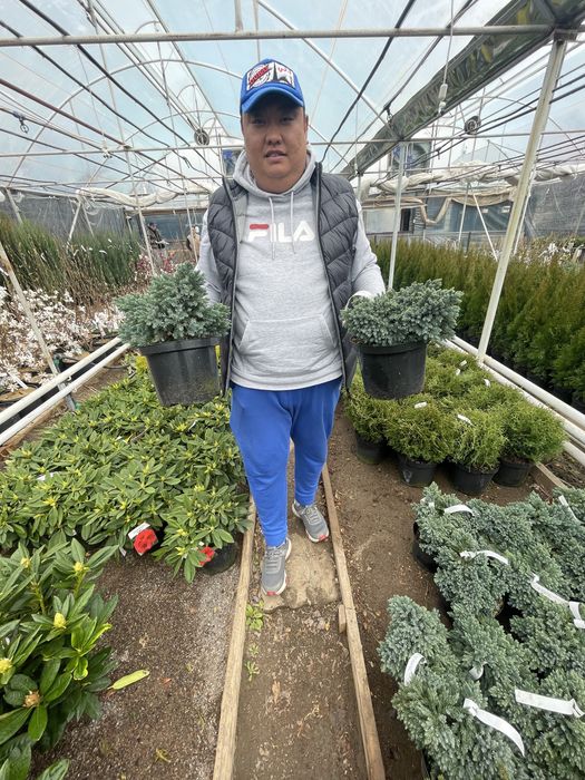 Продам Хвойные и лиственные