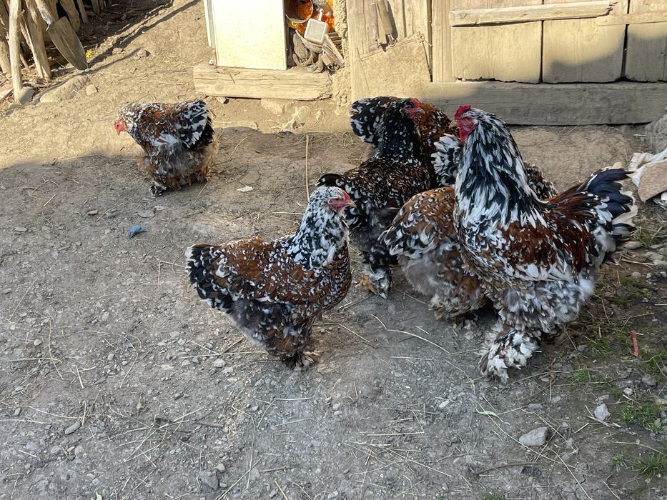Ouă de incubat Brahma Porțelan