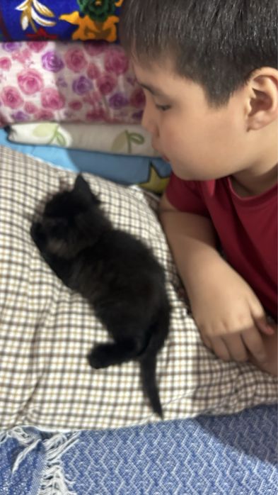черный котик, 2 месяца Алматы