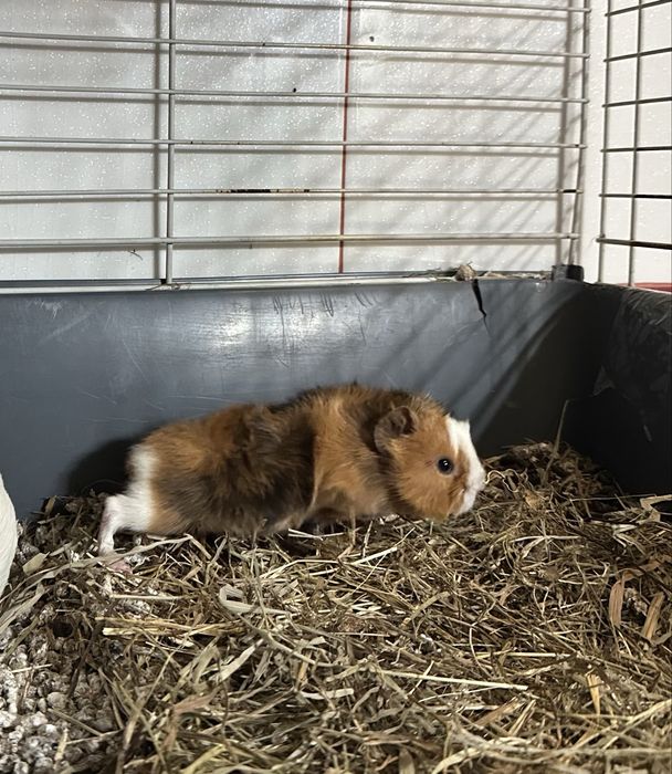 Porcusori de Guineea