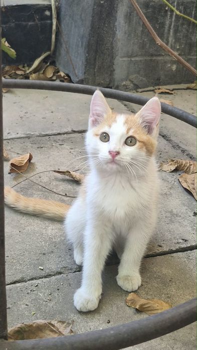 Отдам котёнка, бесплатно