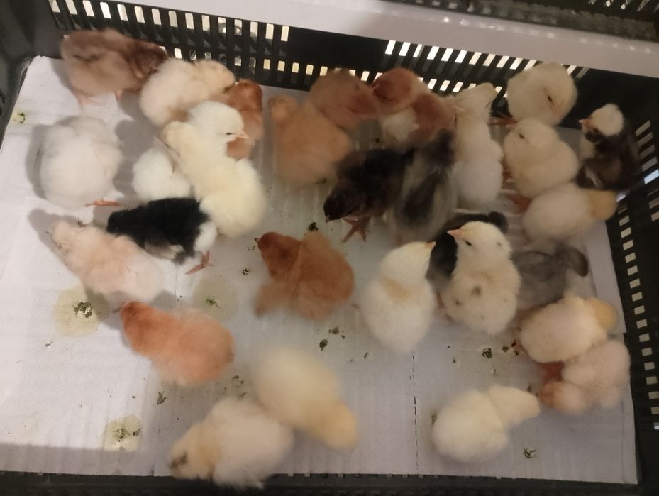 Pui de găina metiș