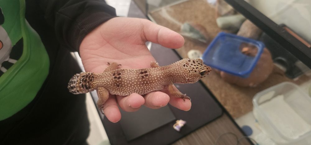 Продается Эублефар