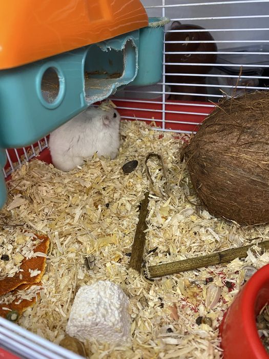 Donez hamster cu cusca