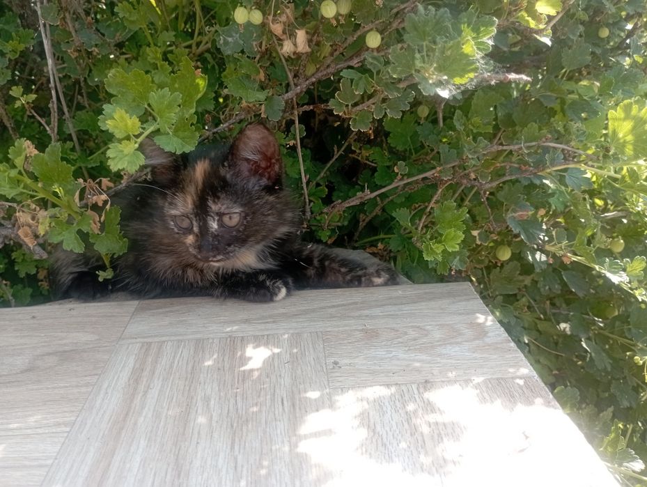 Отдам в хорошие руки кошечек