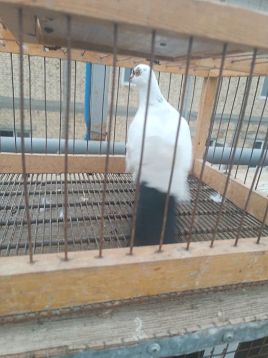 Продам голубей превезаны прямо из Китая пекинской и мясной породы