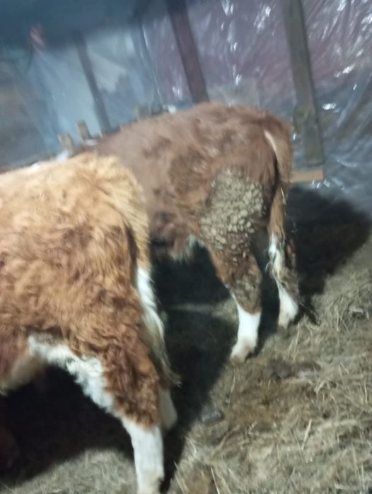 Продам быков годовалые