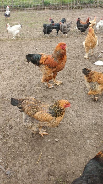 Oua Wyandotte si Brahma pentru incubat