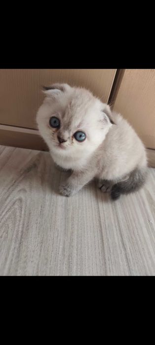 Шотландски котета