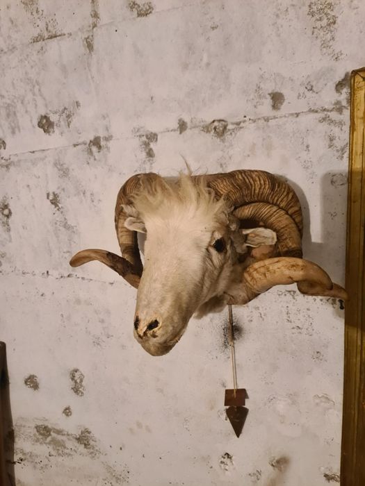 Трофей овнешка глава