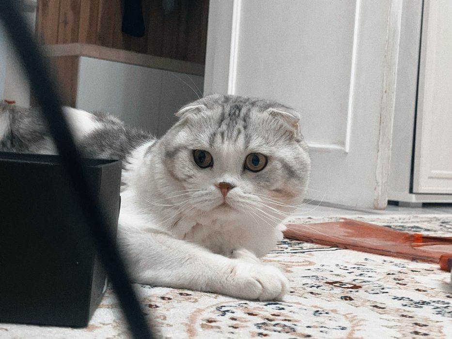 шатланская кошка