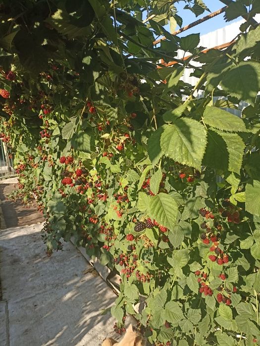 Продам ежевику со своего огорода