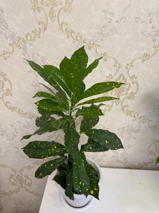 Продам комнатный цветок - кротон