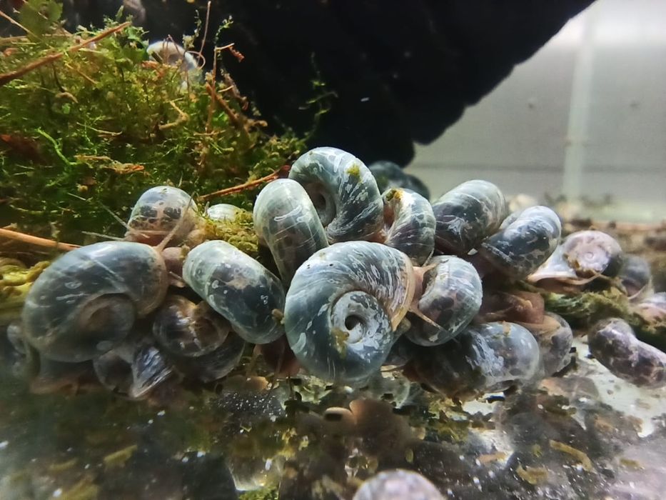 Улитки аквариумные Тиламилании, Хелены.