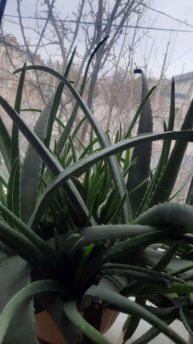 Цветы Алоэ лечебный