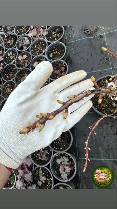 Хортензия Катерлива