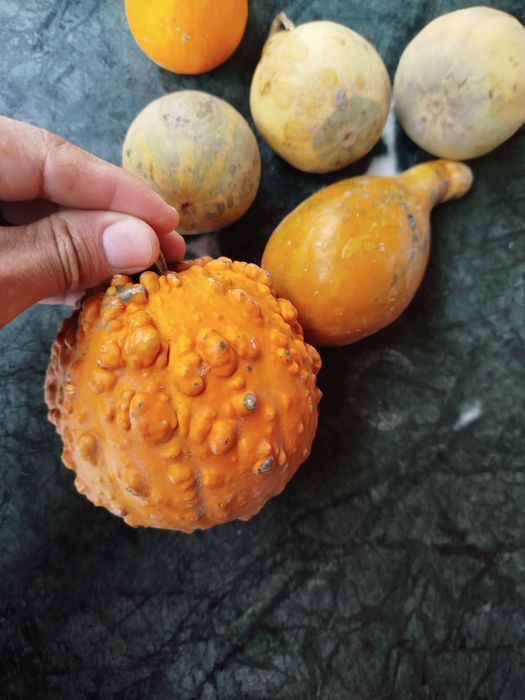 Семкитыквыеныедекоротивные