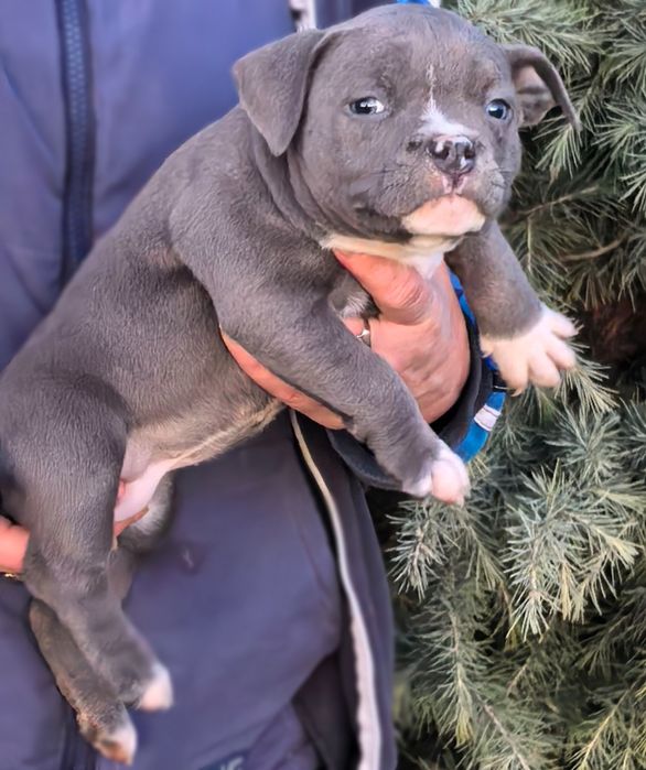American Bully Pocket / Американско Були Покет