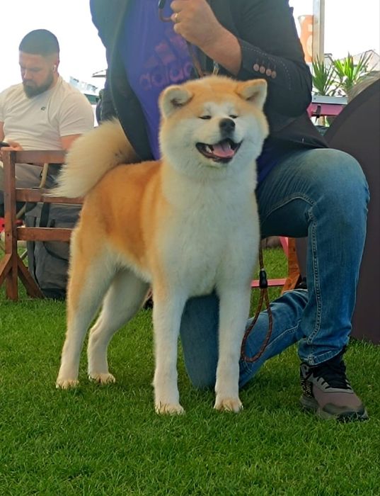Akita Inu cu pedigree
