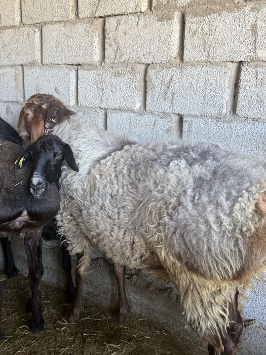 Қошқар. Саулық. Қой. Кошкар. Саулык