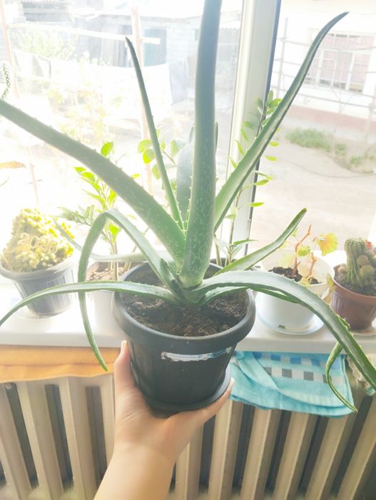 Комнатные цветы/ бөлме гүлдері