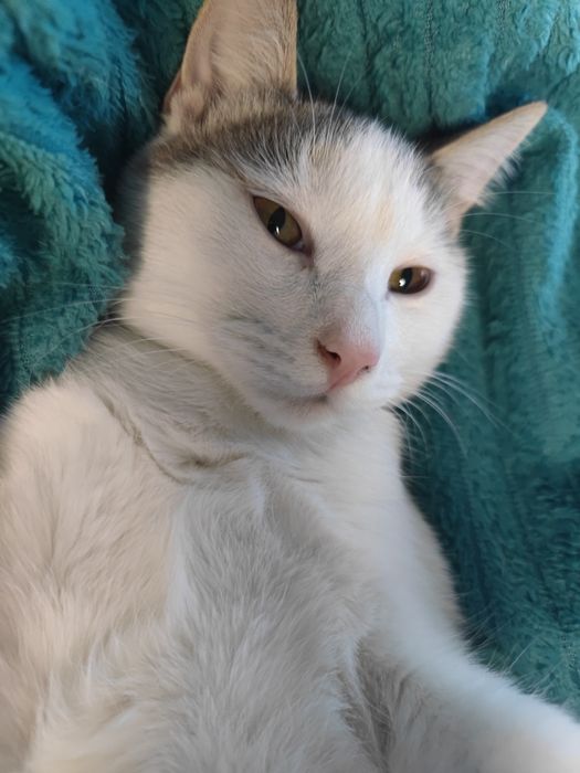 Ласковый Котик ищет Дом