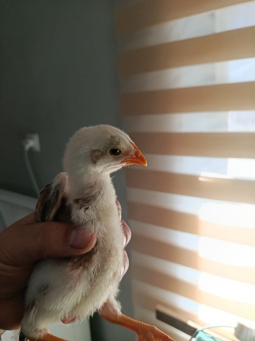 Qora shaxzoda jujalari