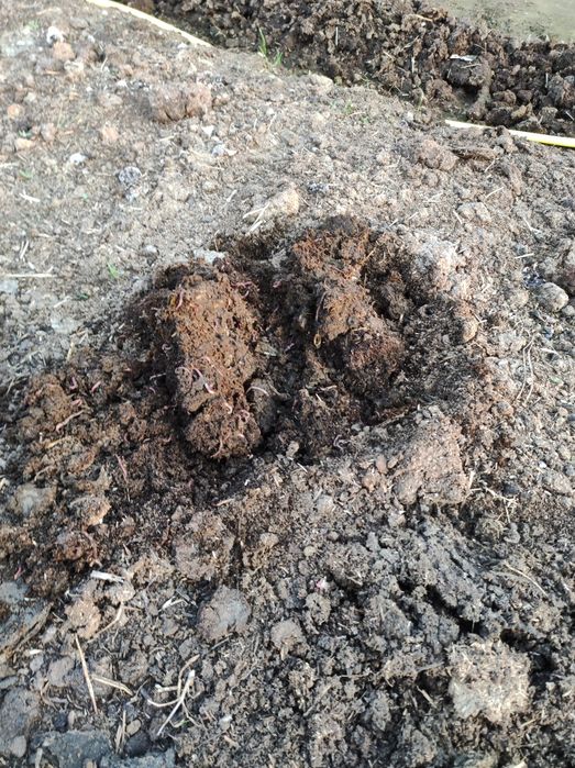 Биогумс табби огит