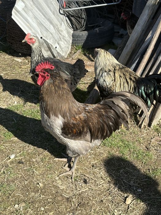 Vand Gaini si cocosi