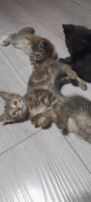 Отдам котят в хорошие руки