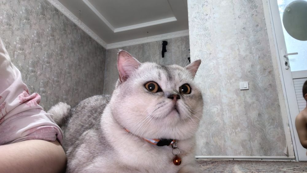 Вязка кота серебристый шин шыла сильвер крупный весом 6кг