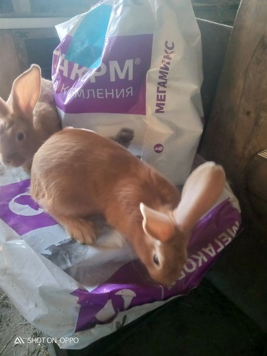 Продам бургов 4мес