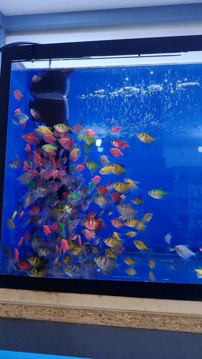 Продаётся аквариумные рыбки