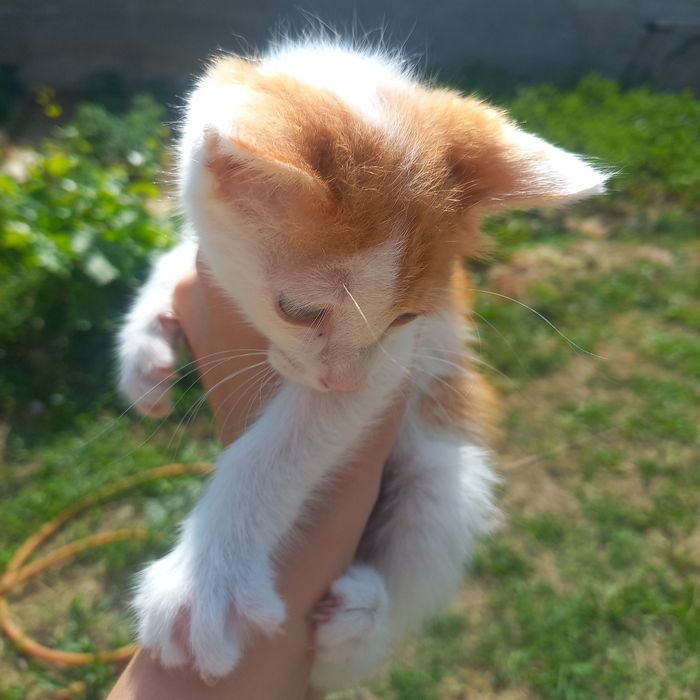 Котёнок девочка в хорошие руки