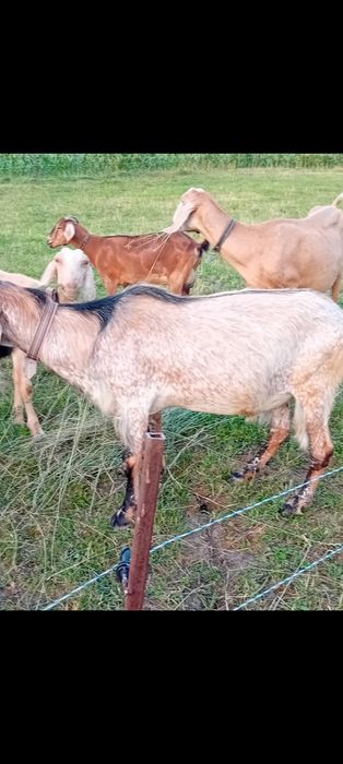 AnglonubianȚap și două capre