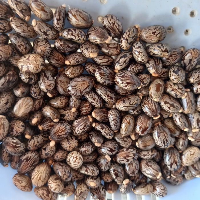 Семена касторового дерева