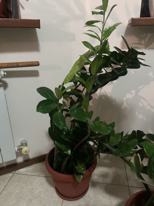 Продам Замиокулькас с горшком