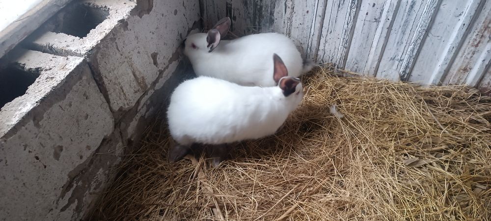 Кролики колифорния