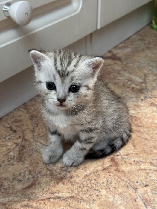 Котенка продам .