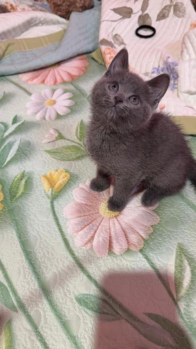 Котята шатланцы 2 девочка 1 мальчика