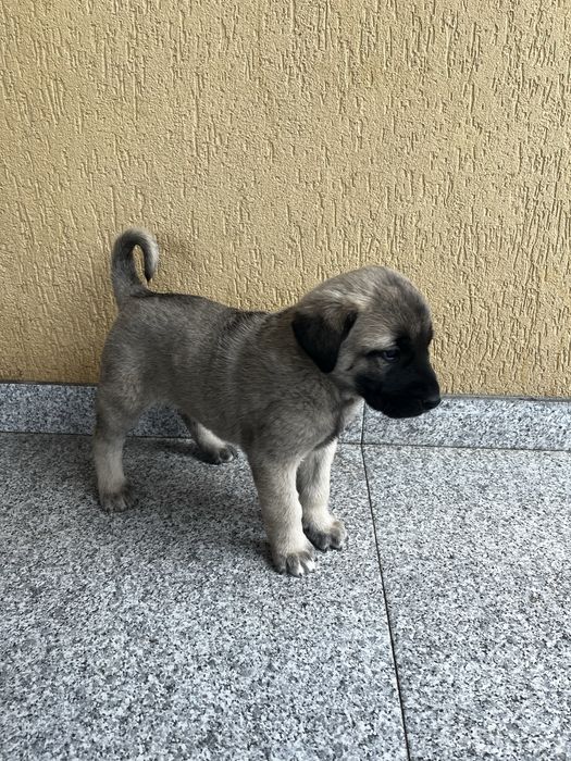 Vand catei rasa Kangal
